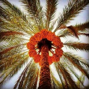 محصولات برتر در تلگرام