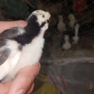 مرغ و خروس و جوجه گلین لری